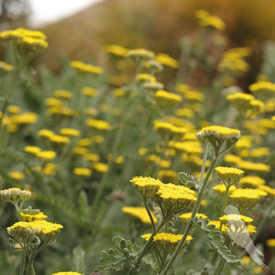 Achillea Filipendulina
