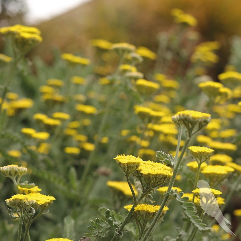 Achillea Filipendulina