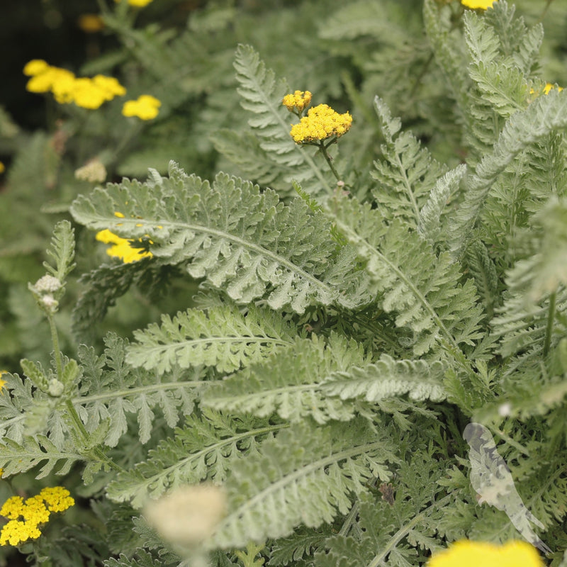 Achillea Filipendulina