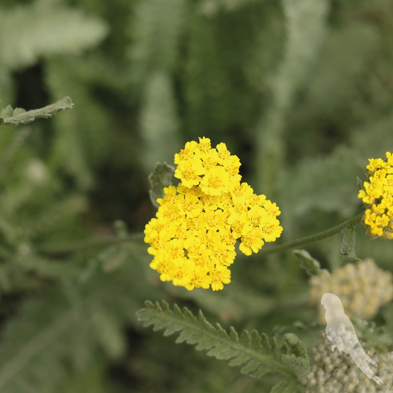 Achillea Filipendulina