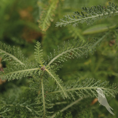 Achillea Millefolium