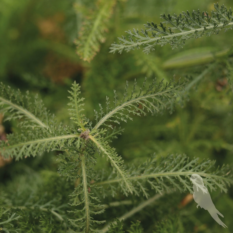 Achillea Millefolium