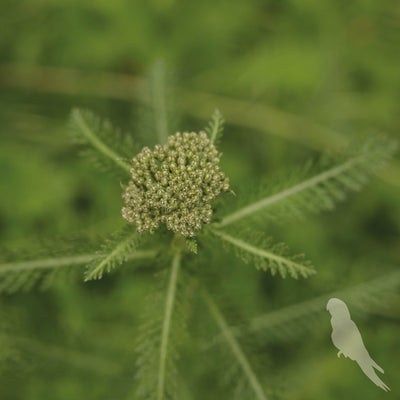 Achillea Millefolium