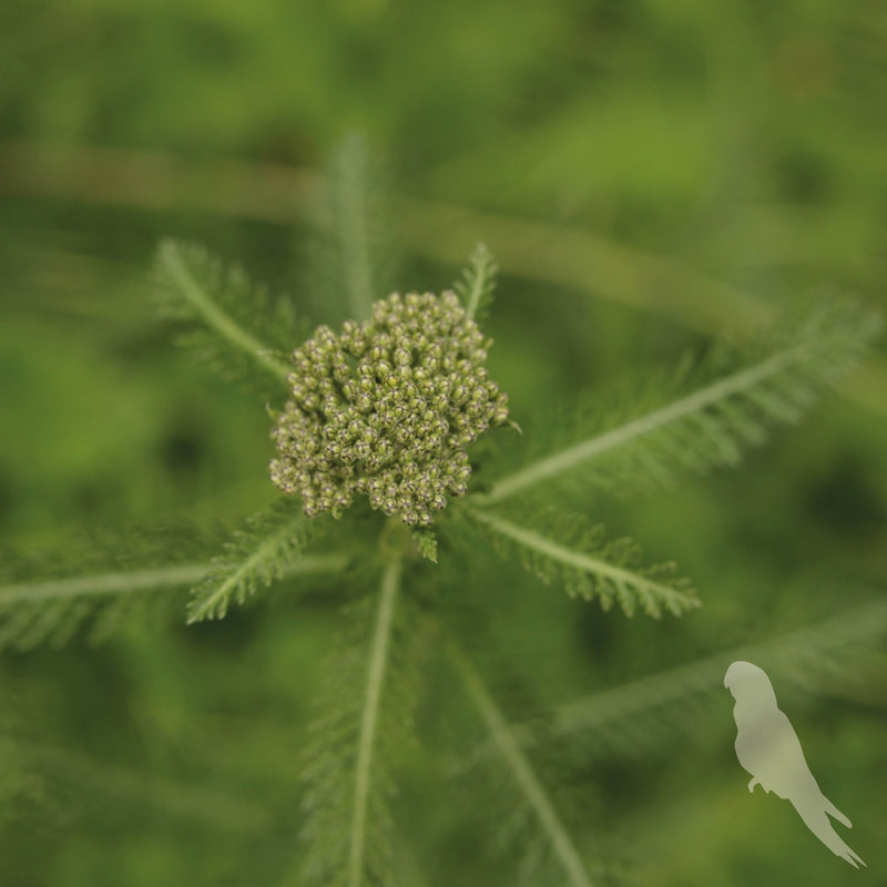 Achillea Millefolium
