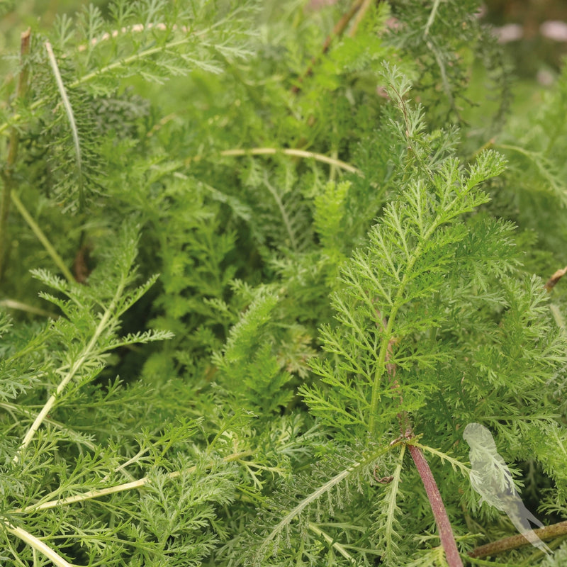 Achillea Millefolium