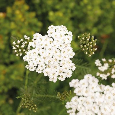 Achillea Millefolium