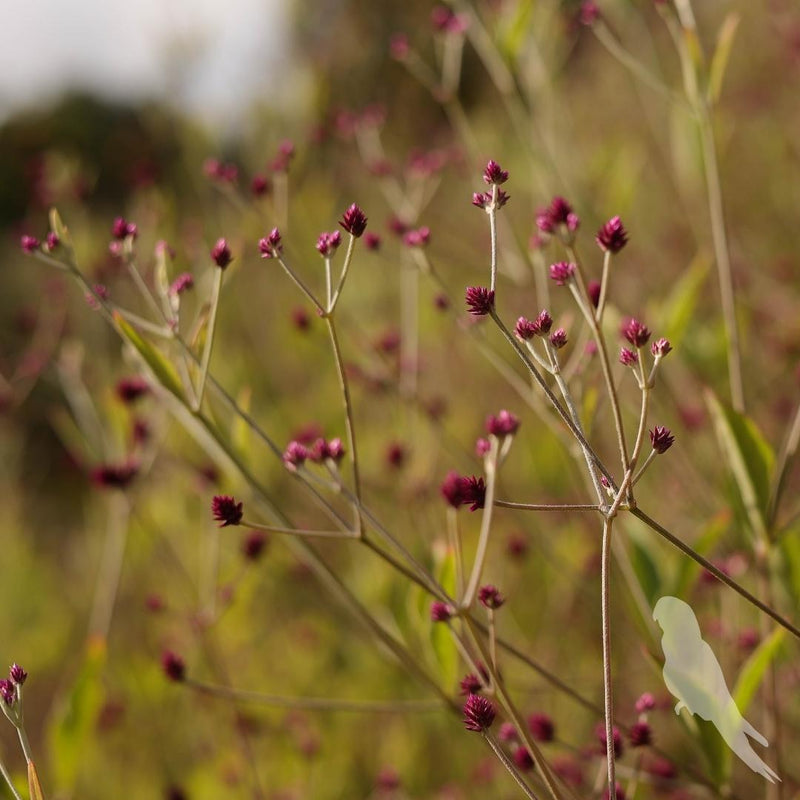 Alternanthera Porrigens Rubi