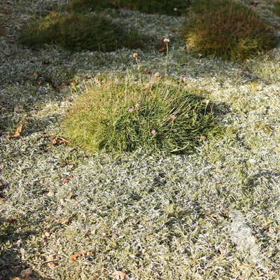 Armeria Marítima
