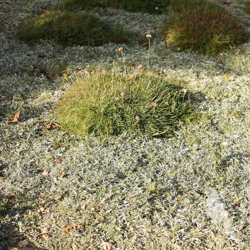 Armeria Marítima
