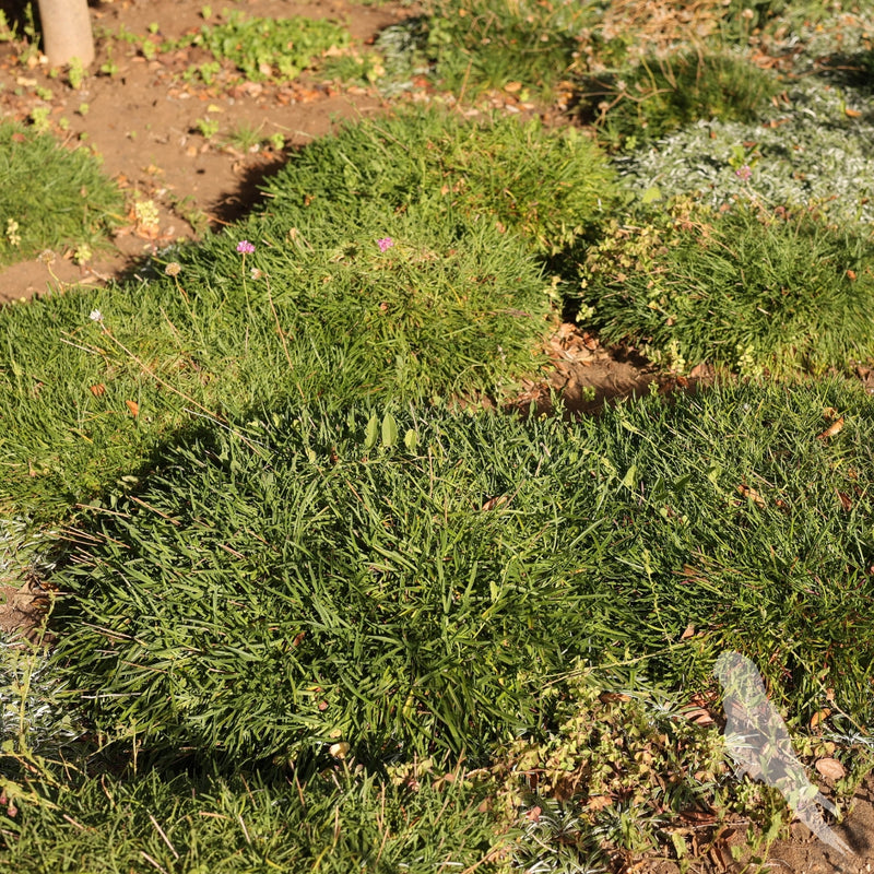 Armeria Marítima