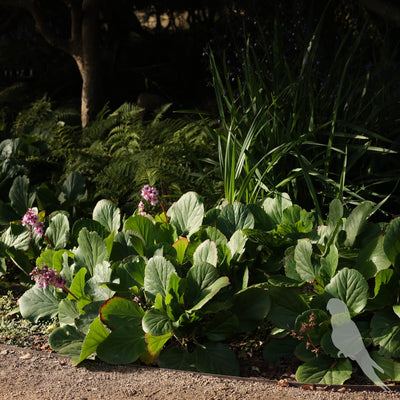 Bergenia Crassifolia
