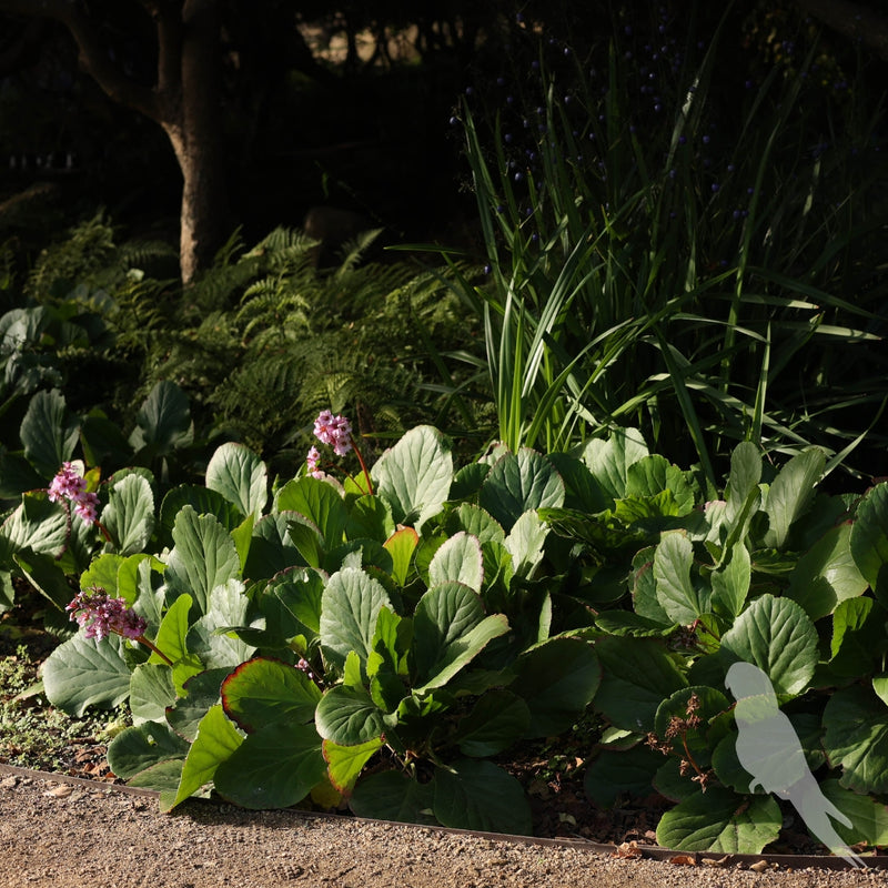Bergenia Crassifolia
