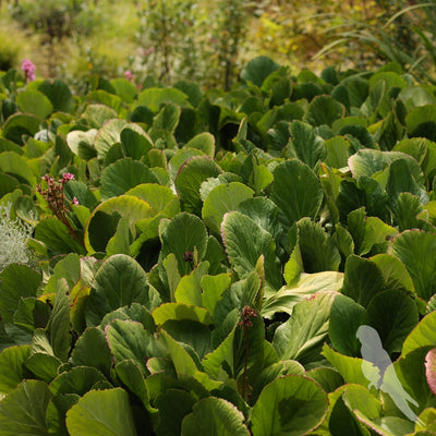 Bergenia Crassifolia