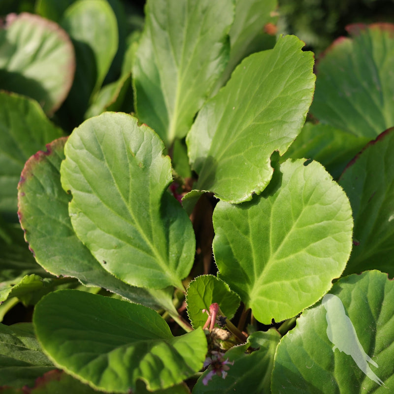 Bergenia Crassifolia