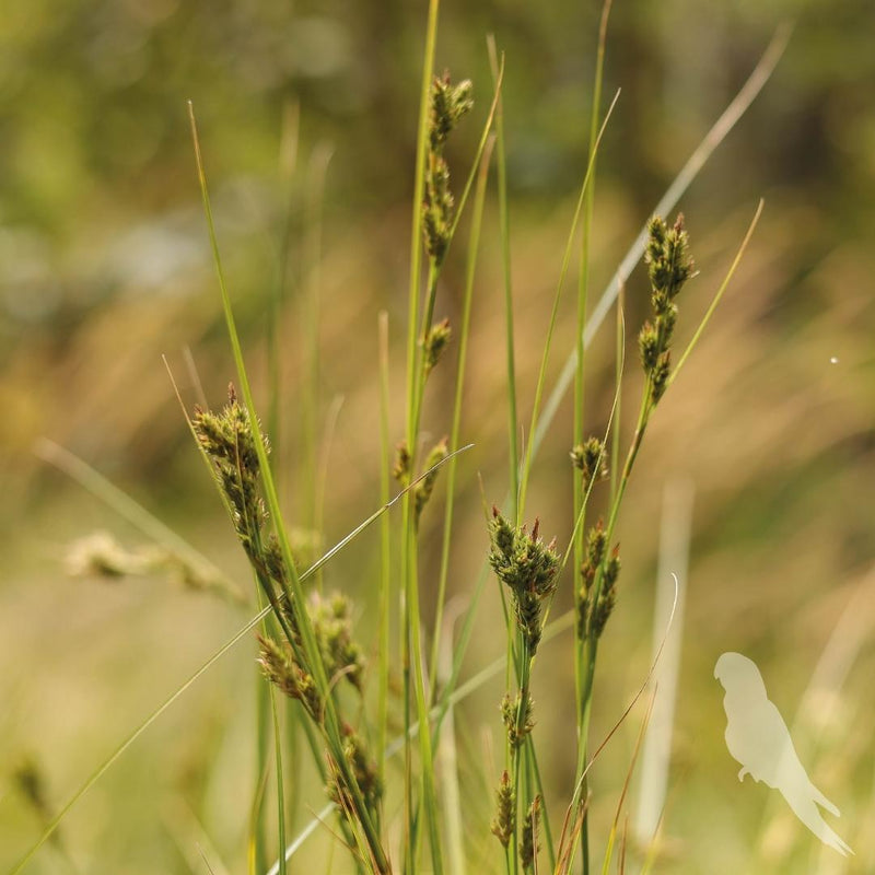 Carex Pansa