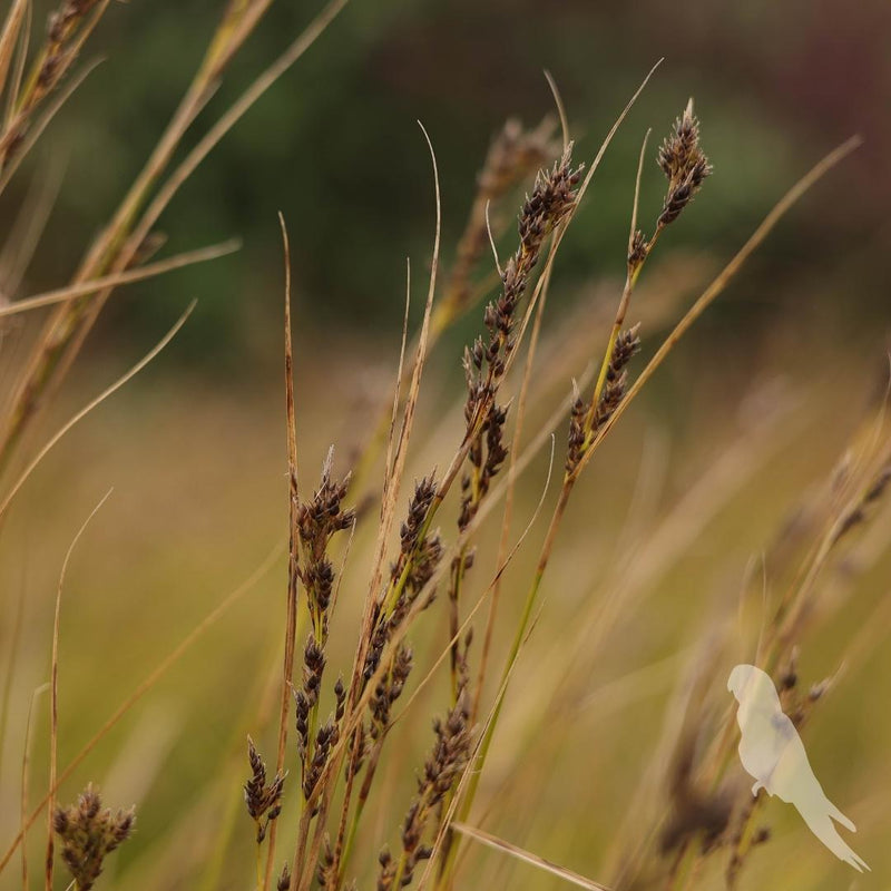 Carex Pansa