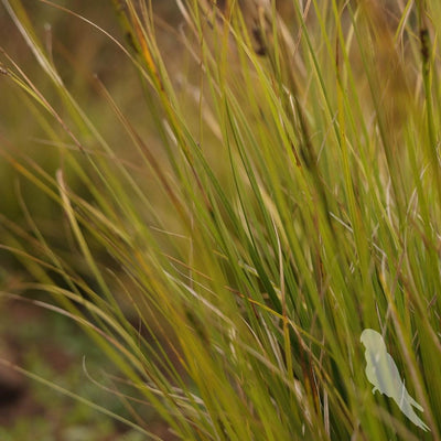 Carex Pansa