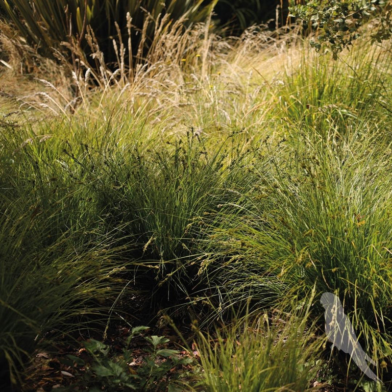 Carex Pansa