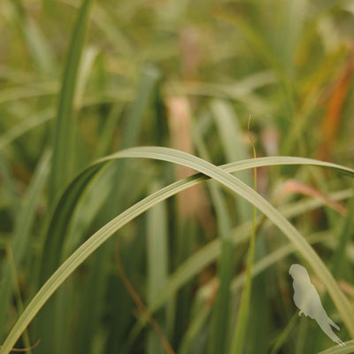 Carex Pendula