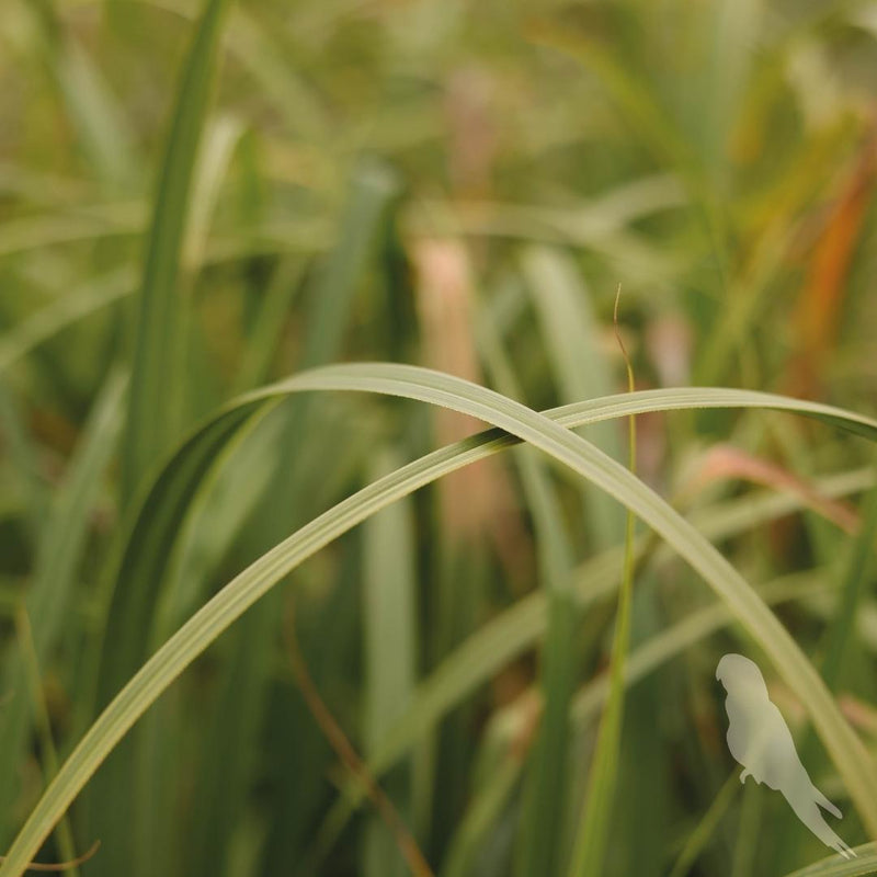 Carex Pendula