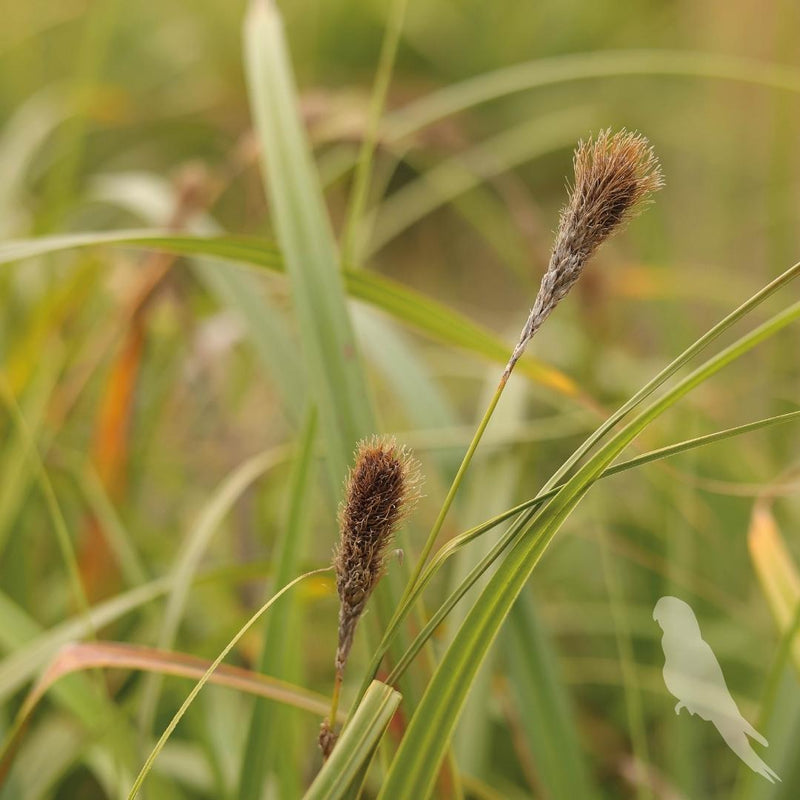 Carex Pendula