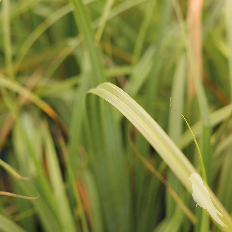 Carex Pendula