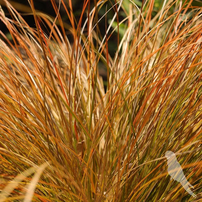 Carex Testacea