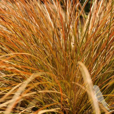 Carex Testacea