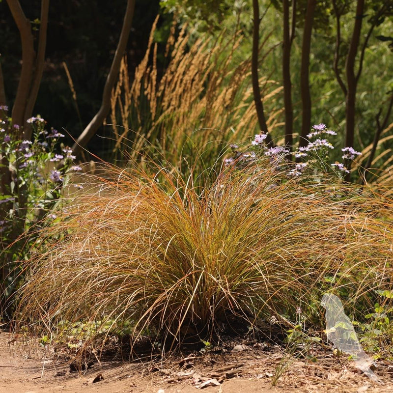 Carex Testacea