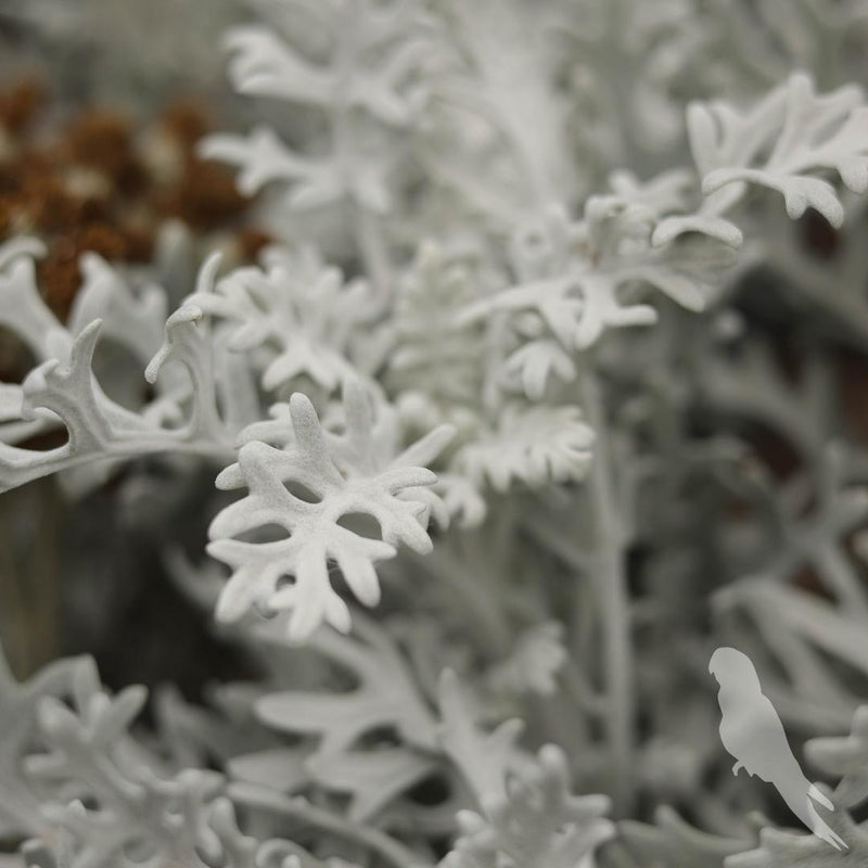 Cineraria Maritima