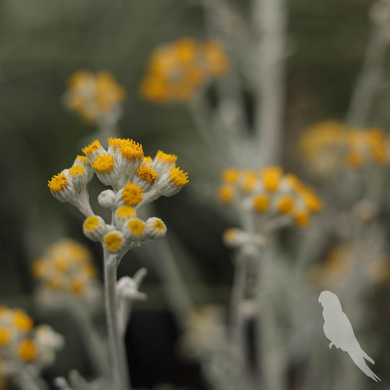 Cineraria Maritima