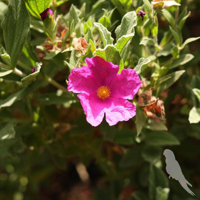 Cistus Albidus