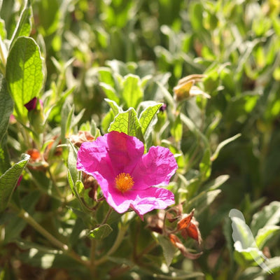 Cistus Albidus