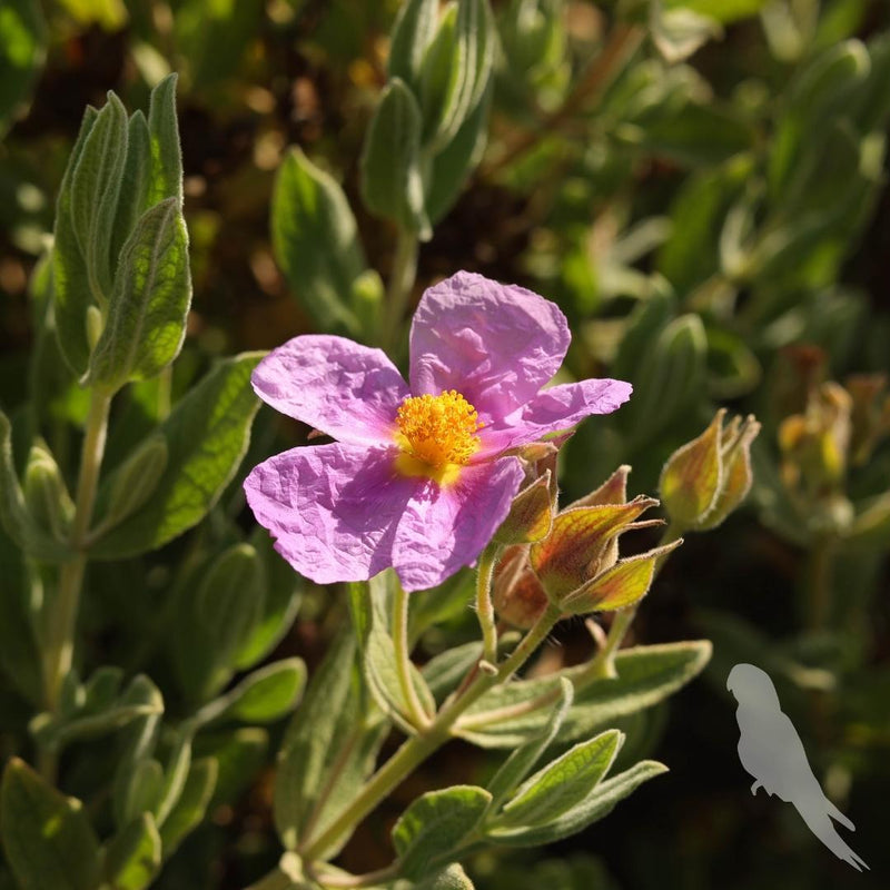 Cistus Albidus