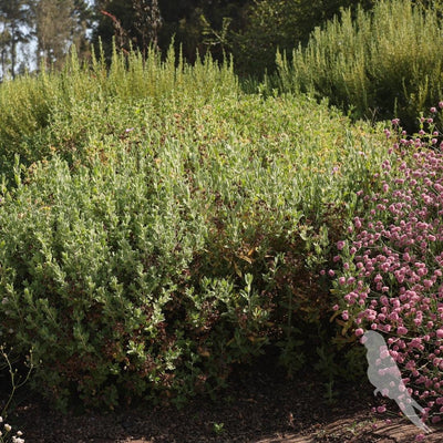 Cistus Albidus