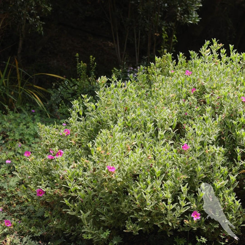 Cistus Albidus