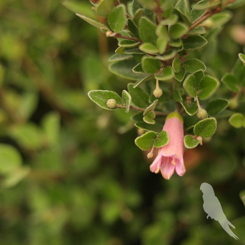 Correa Pulchella