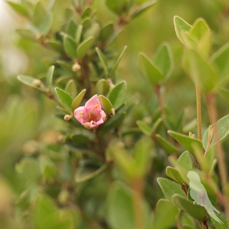 Correa Pulchella