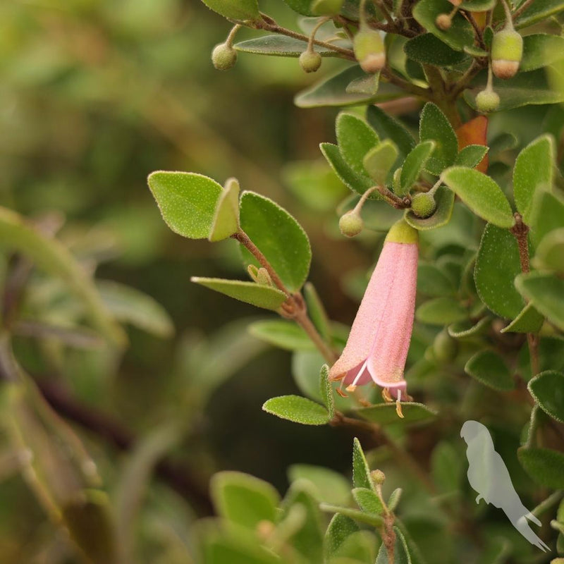 Correa Pulchella