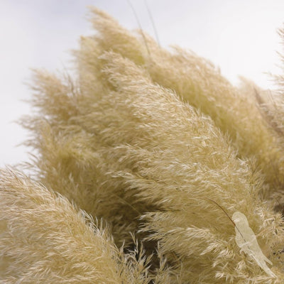 Cortaderia Selloana