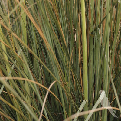 Cortaderia Selloana