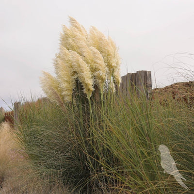 Cortaderia Selloana