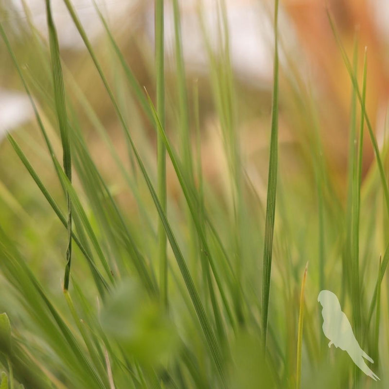 Deschampsia Cespitosa