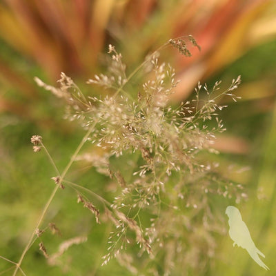 Deschampsia Cespitosa