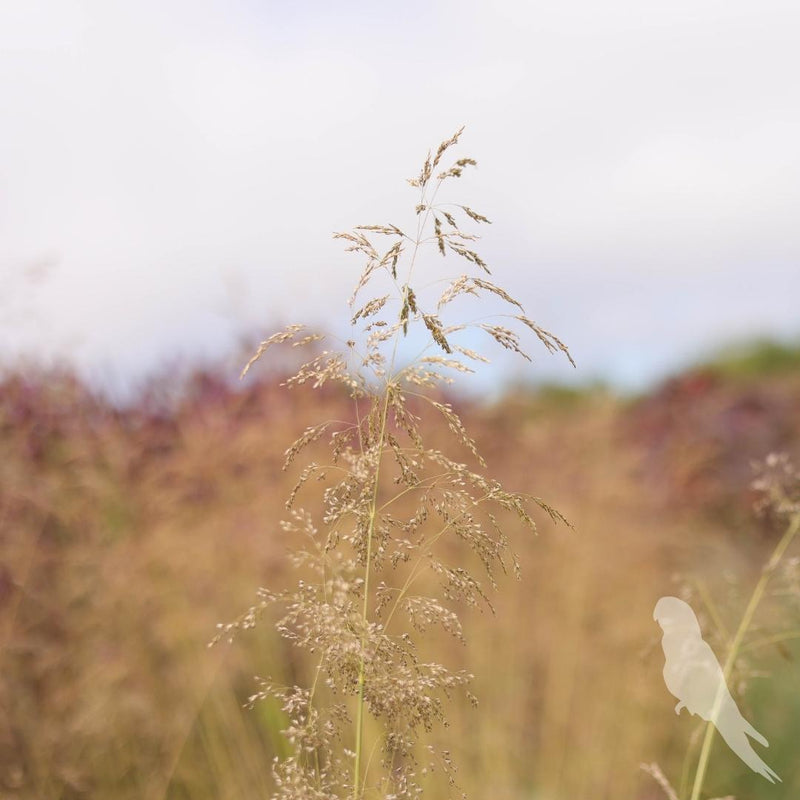 Deschampsia Cespitosa