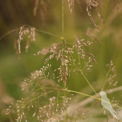 Deschampsia Cespitosa