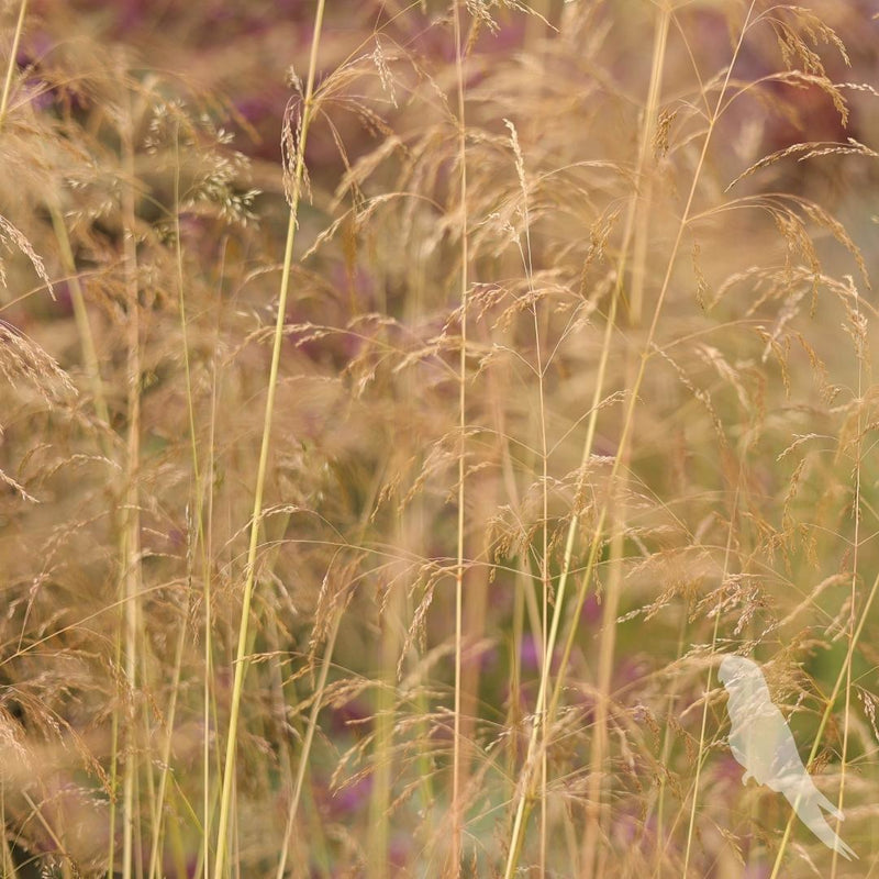 Deschampsia Cespitosa