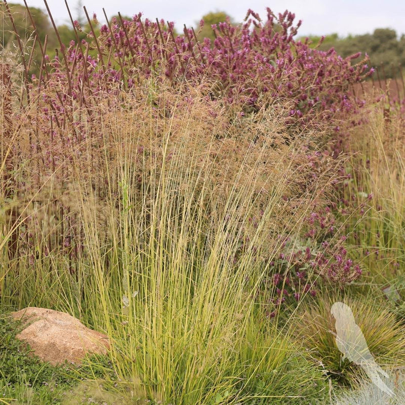 Deschampsia Cespitosa