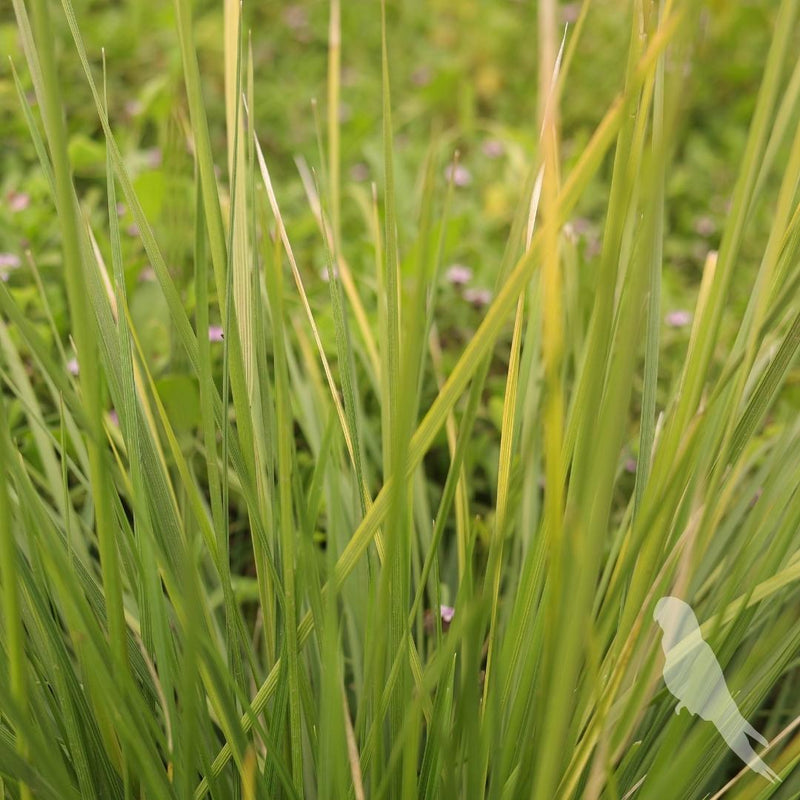 Deschampsia Cespitosa