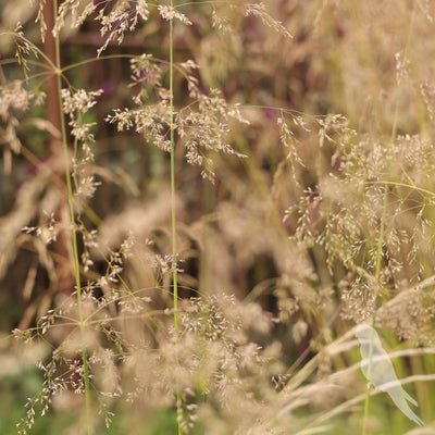 Deschampsia Cespitosa